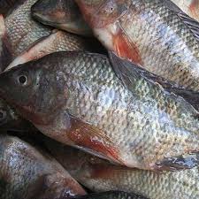 Tilapia Fish